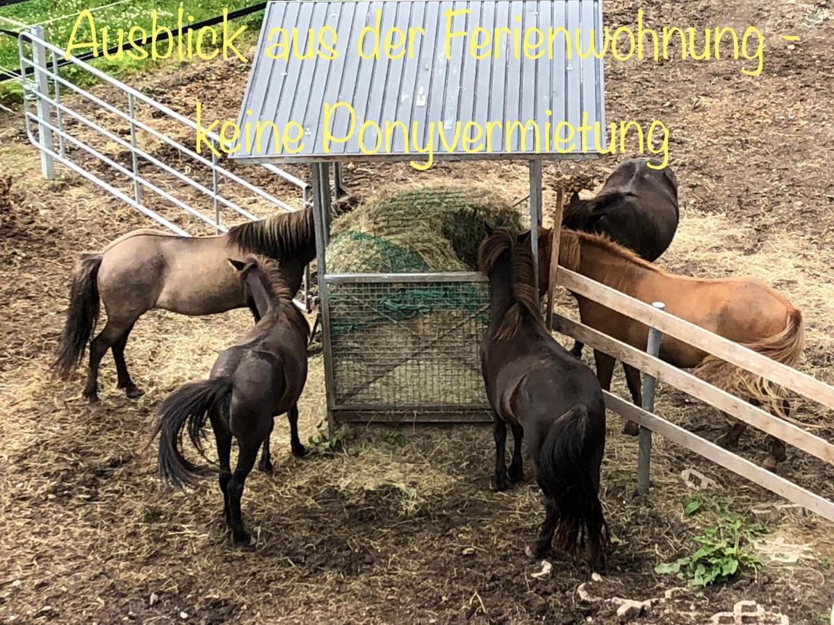 Hof Vierzehnender Im Hohen Venn - 70Qm Maisonette - 2 Schlafzimmer - Wohnkueche - Balkon Mit Grill - Monschau - Eifel - Hunde Willkommen - Islandpferde מראה חיצוני תמונה